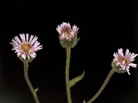 Erigeron alpinus 3, Saxifraga-Willem van Kruijsbergen